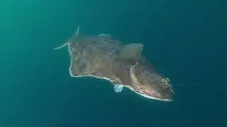 Whale watching and halibut fishing!
