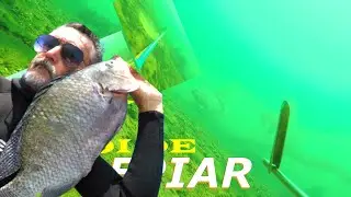 PESCA SUB -Adrenalina Pura | FAMA SUB | #pescasub #rioparaná #fishing .