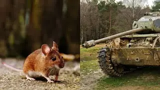 SICHQONLAR QIZIL ARMIYAGA QANDAY YORDAM BERISHGAN? 