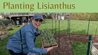 Planting Lisianthus in the Garden 🌸 | Final Step in the Seed-to-Bloom Journey
