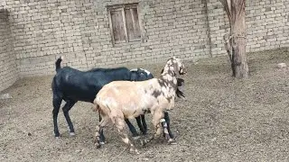 коні аговози. Жеребець на Паровку.Привезли лошицю з бачача.коні Тернопільщини -donkey