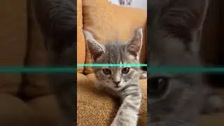 Genius level creativity! 🤣🤣🤣 #shorts #creative #catmemes #cat #meme #trending