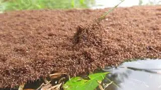 Large ant raft