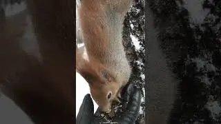 Ручная белка ест орехи и семечки 