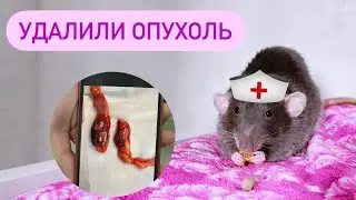 Вырезали опухоль у Люция, лечим Персея, Зева злюка 🐀🐁🐀