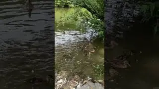 #утки #заварзино