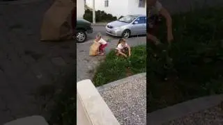Травка для барашек
