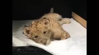 Сонный лывёнок