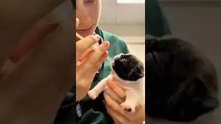 Tricking my dog into taking medicine🤣😂 
