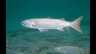 Ini Info lengkap tentang ikan Belanak (Mugis sp) morfologi, cara hidup, adaptasi dan nilai ekonomi