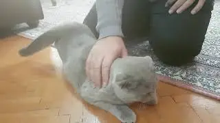 Dişi kedilerde kızgınlık dönemi