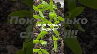 Рассада перцев, две процедуры, которые еще рано выполнять