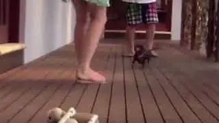 песик