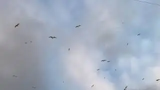 Demedim Mi | Muziksiz Ilahi