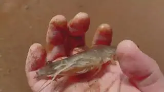 Father crab and mother shrimp