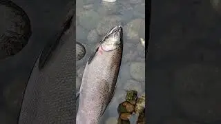 Southwest Washington Lewis River Monday Rainy Coho