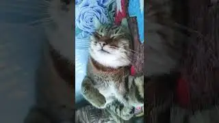 Танцуй как кунг-фу панда 🐼 😁