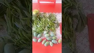Harvest ng Siling Labuyo #shortsvideo #food #natureplants #viralvideo #plants #shortsviral #shorts