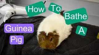 How to Bathe a Guinea Pig