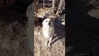 САБАКА