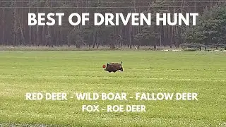 BEST OF DRIVEN HUNT 2023 - Battue  - Monteria compilation