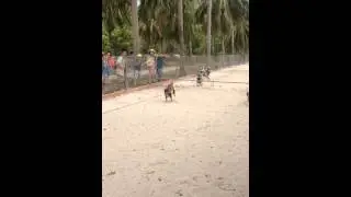 Обезьяна на собаке, забег на деньги.