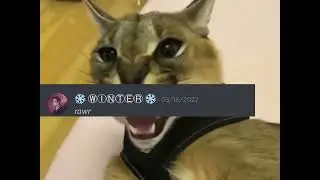How to take revenge if a cat irritates you
