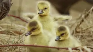 OMG - a cute gaggle of goslings! | 