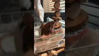putting random sound effects over my rats yawning because why not?