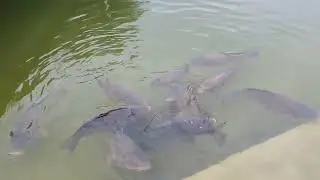 Fische in Autostadt Wolfsburg - ohne Sound