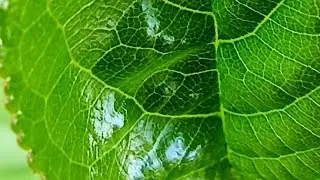 MY LIFE 🍃🌼/ЧАСТЬ 2/ 15.05.21/ВСЕ ЗЕЛЁНОЕ!