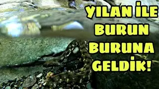 YILAN İLE BURUN BURUNA GELDİK!!! KAZDAĞLARI