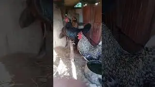 criação de galinha