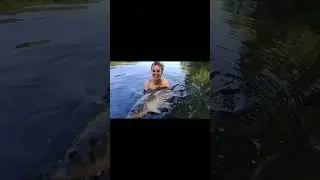 Трофейний короп #рибалка #carpfishing #природа #короп #трофей