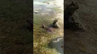 Otter, & dachshund dog, with daugter at the beach. #shorts #animals #dog #otter