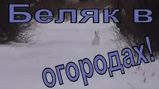 Охота на зайца 2020. Беляк в огородах!/Hunting for a Hare 2020. A hare in the gardens!