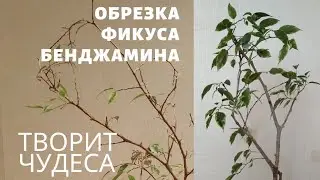 Pruning a Ficus benjamina. Resuscitation, part 2.