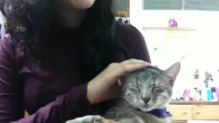 #34: purring kitten