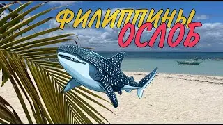 Филиппины: Как поплавать с акулами? 🏝 Ослоб