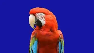 4k Parrot green.