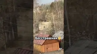 🐻 #россия