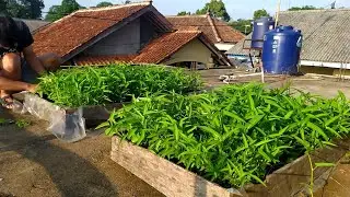Menanam  Kangkung, Tanam sekali petik berkali-kali