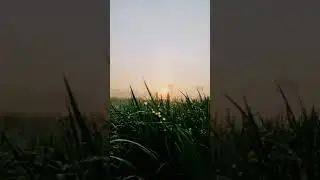 Pesawahan didesa