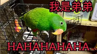 Eclectic parrot Talking