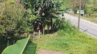 Esquentando o Coleiro ABSINTO no mato