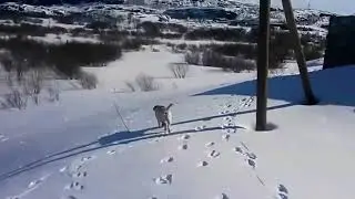 Тот случай когда собака проводит эту зиму лучше тебя