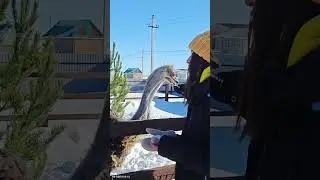 Наглые страусы, Елимбетово, страусиная ферма