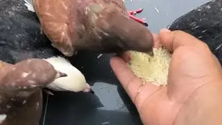 KASIH MAKAN MERPATI