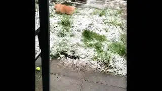 Pomeranian puppy’s first snow