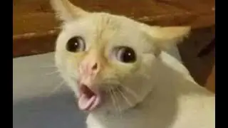 As melhores imagens da internet